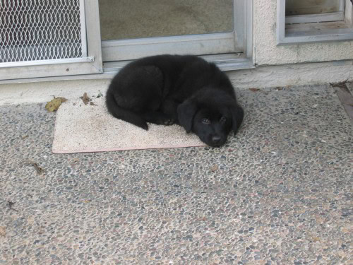 Australian Shepherd Mix Puppy - Linus Australian Shepherd Mix Puppy - Linus