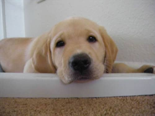 How Long Do Dogs Live How Long Do Dogs Live