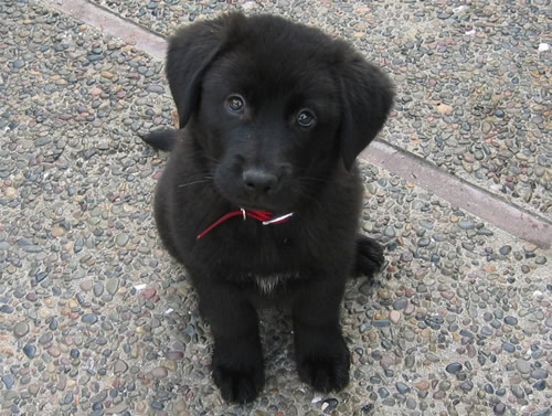 How To Choose A Puppy From A Litter