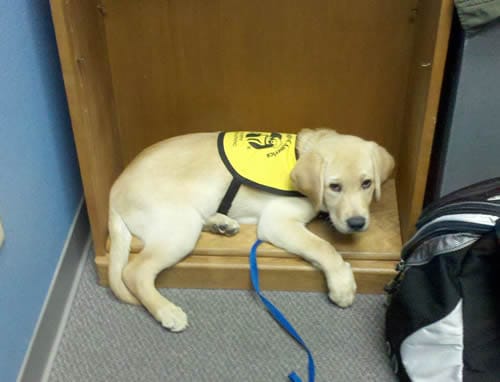 Dublin A Puppy In Training Dublin A Puppy In Training