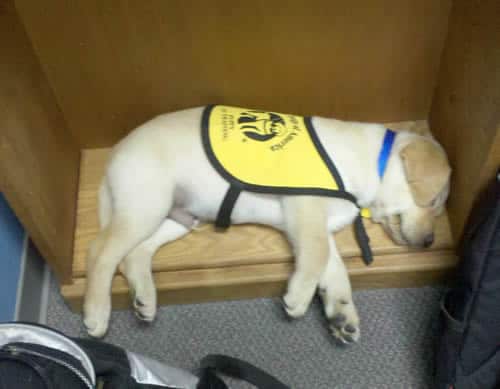 Puppy Collars Puppy Collars