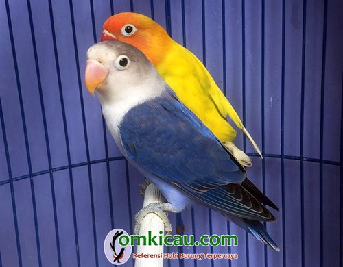 beternak lovebird