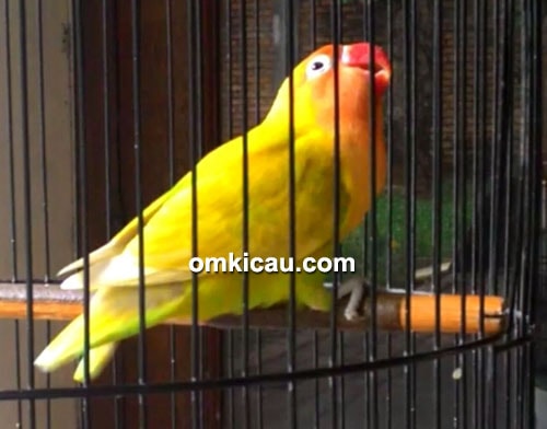 Lovebird Dewi Pengasih (Depe)