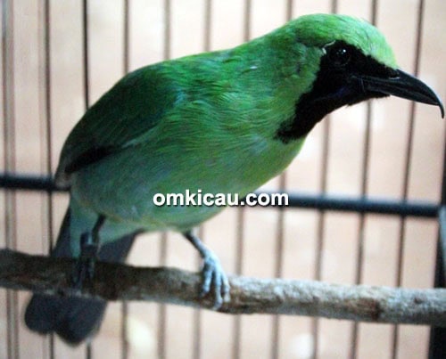 Cucak hijau Tiger 25