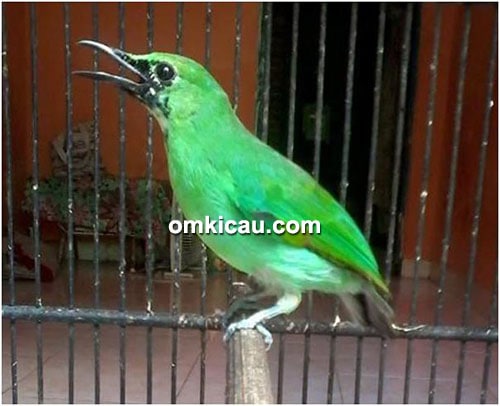 Cucak ijo Ucil 48