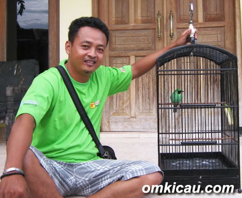 Tommy mengawal cucak hijau Van Java milik Fahmi Kobelco.