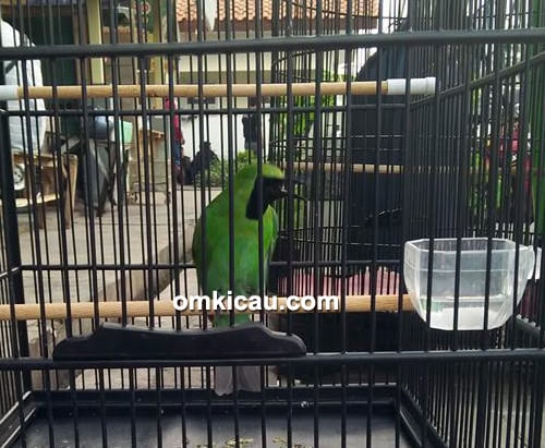 Cucak ijo Napoleon