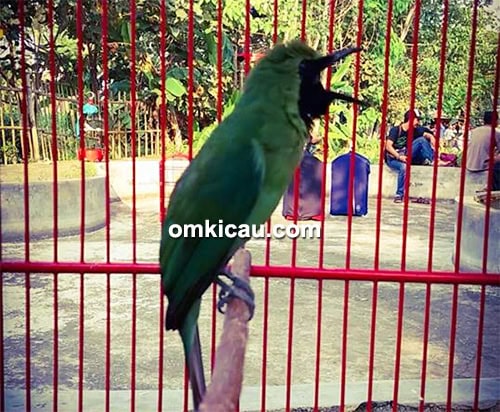Cucak hijau Balerang milik Om Eric