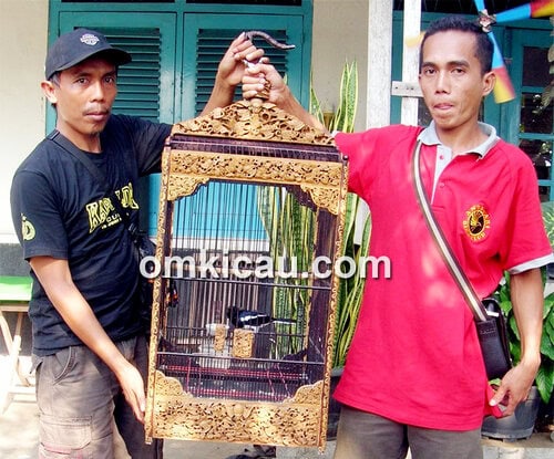 kacer jawara