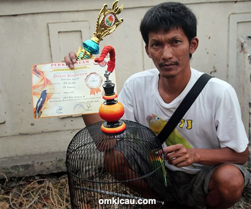 Itok dan lovebird Naga Sakti