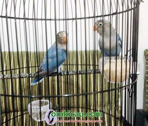 breeding lovebird