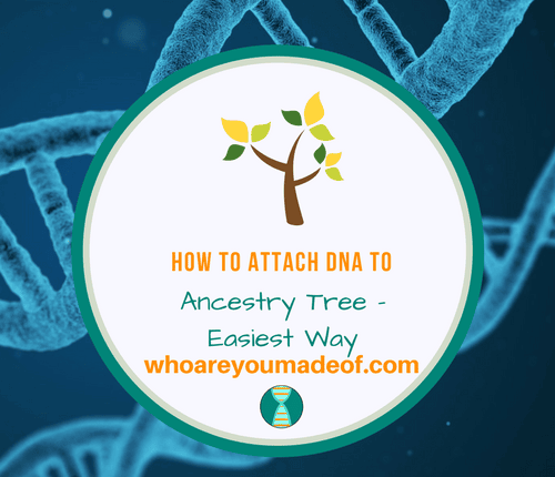 How to Attach DNA to Ancestry Tree - Easiest Way