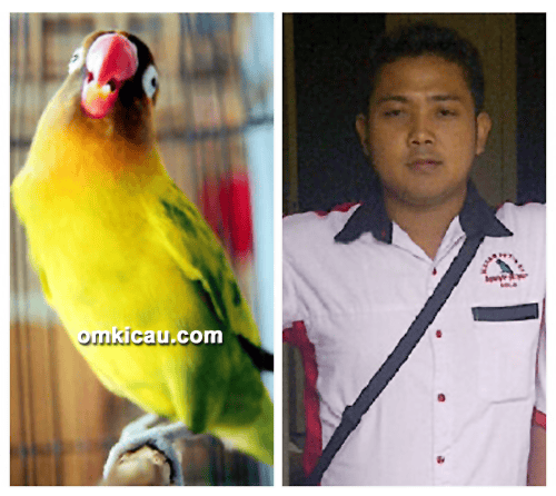 Arif Merah Putih dan lovebird Solo