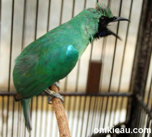 Cucak hijau Senator