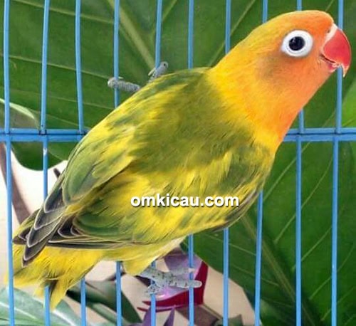 anakan lovebird
