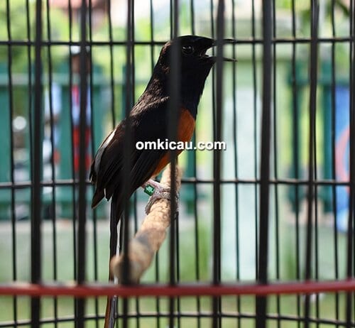 Murai batu Badai Murai batu Badai