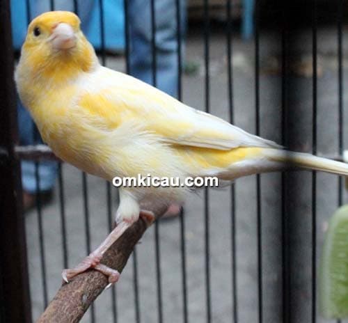Kenari The Yellow