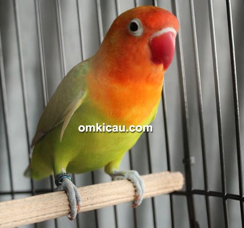 Lovebird Tiara