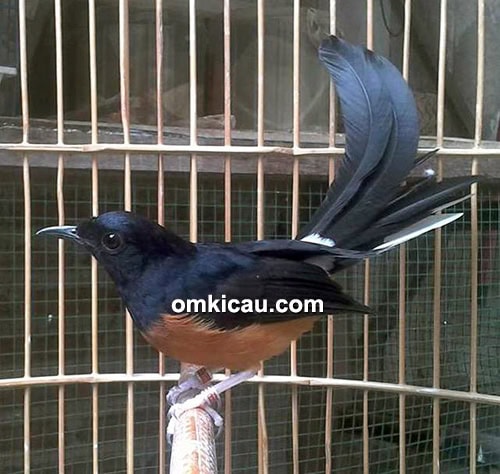 Murai batu Ken Arok