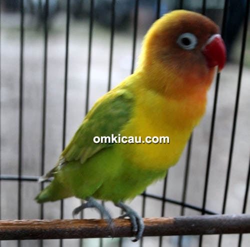 Lovebird Sarap
