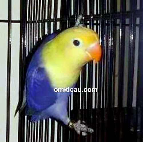 Lovebird parblu ungu polos