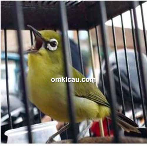 Pleci Bima Sakti