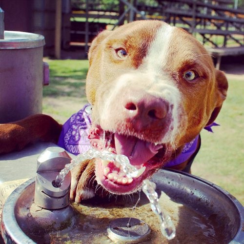 Photo from Austin Pets Alive on Instagram