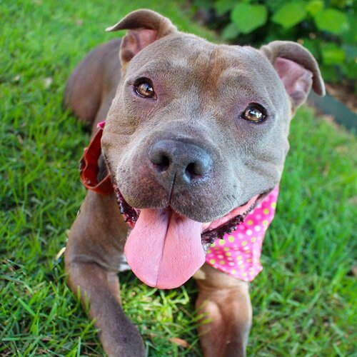Photo from Austin Pets Alive on Instagram