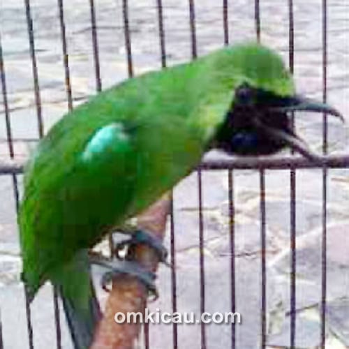 Cucak hijau Dealova