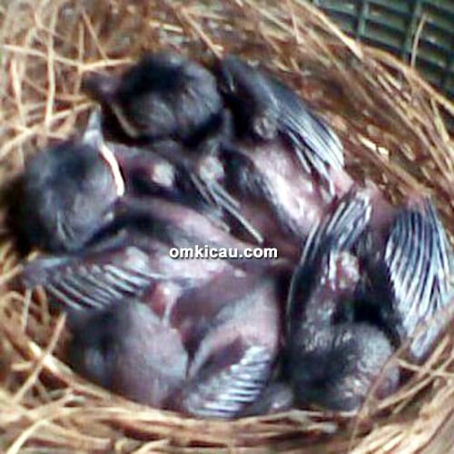Breeding murai batu Ebod Jaya Farm