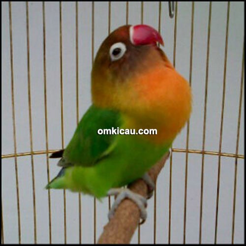 Lovebird Hello kitty