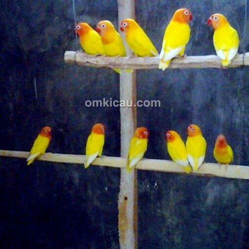 breeding lovebird Kurnia BF Banjarnegara--1