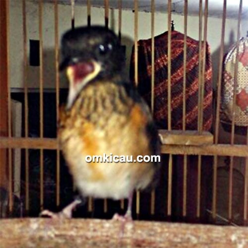 Breeding murai batu JBF Bekasi-anakan trah juara