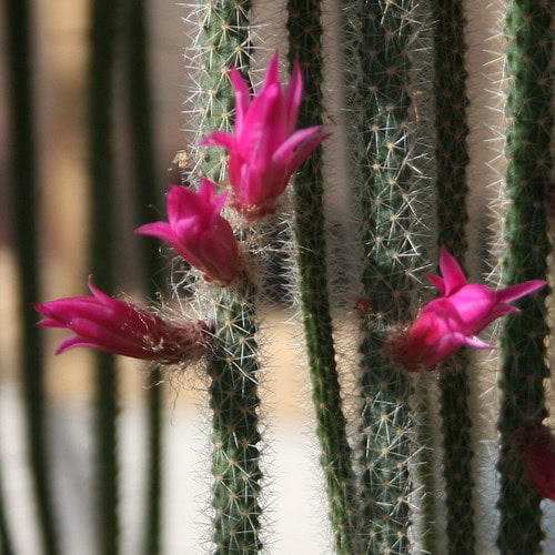 Cactus queue de rat (aporocactus flagelliformis) Cactus encyclo