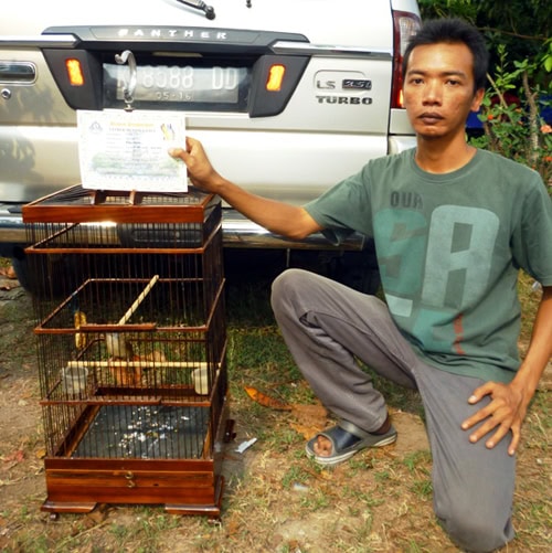 Mr Joko dan cucak jenggot Indigo