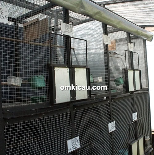 Breeding murai batu NSM BF Bogor