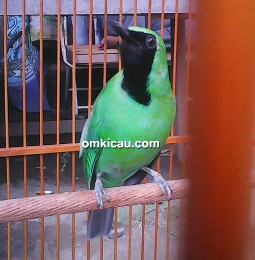 Cucak ijo Selap