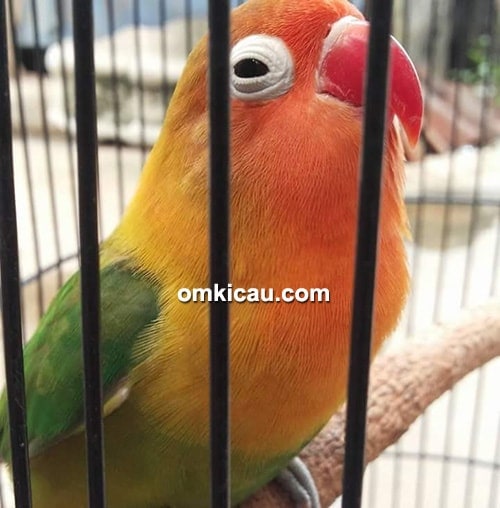 Lovebird Luna