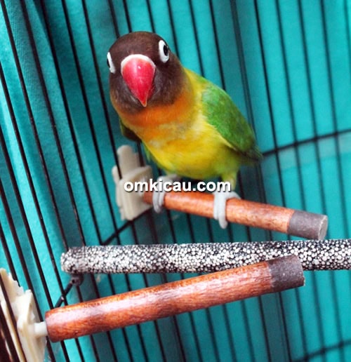 Lovebird Yuki