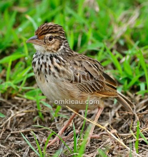indochinese bush lark (Mirafra erythrocephala).