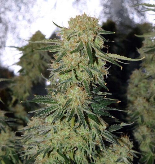 cannabis plant ready to be harvested