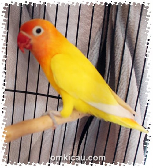 Lovebird Golden Boy