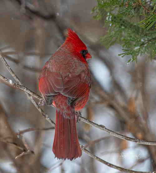 Striking Feathers Of Male Cardinal male northern cardinal sitting on a branch.