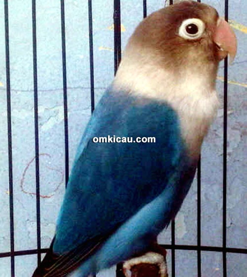 Lovebird Tasaka milik Anto Bintaro