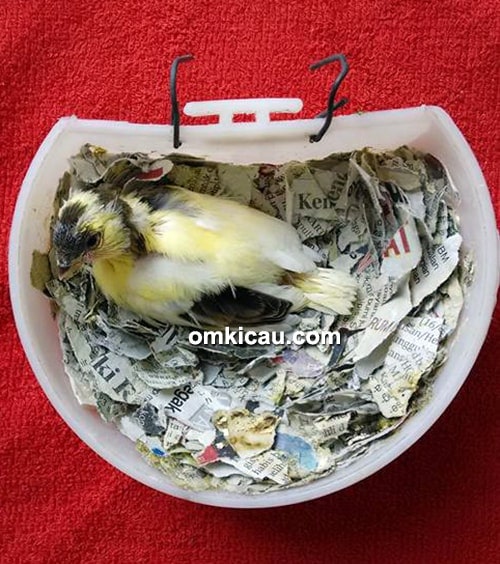 CS Bird Farm