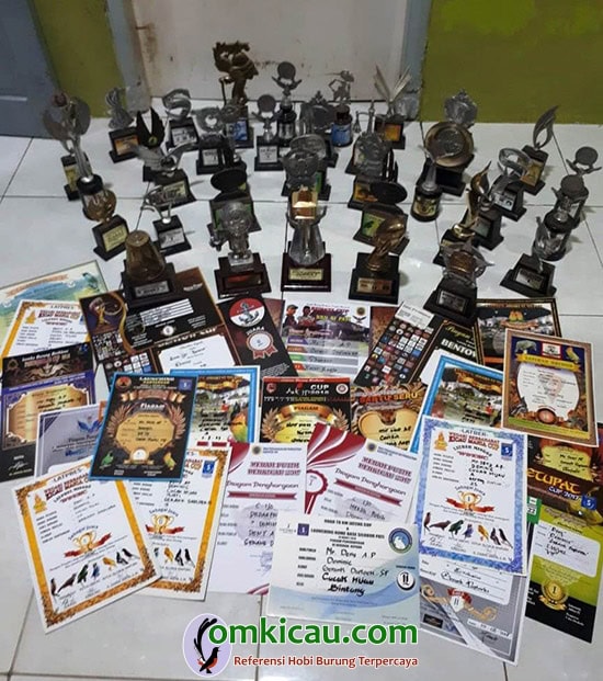 perawatan cucak ijo