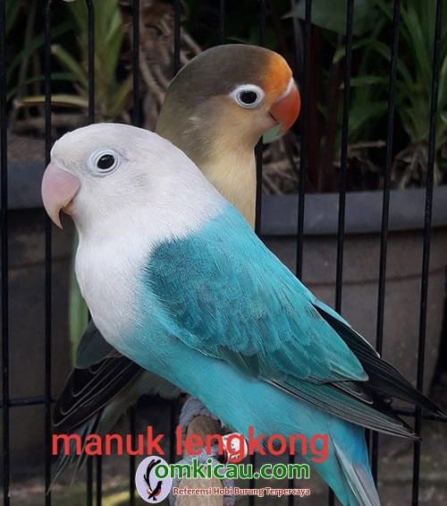 induk lovebird warna