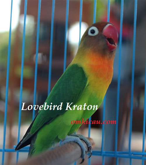 LOVE BIRD KRATON - BANDROLNYA 35 JUTA LOVE BIRD KRATON - BANDROLNYA 35 JUTA