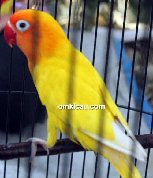 Lovebird Awe We
