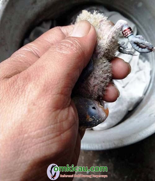 pemasangan ring lovebird